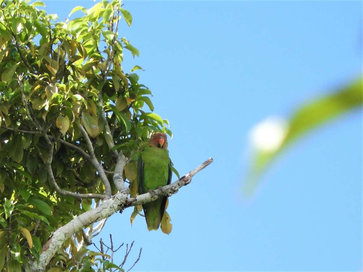 Red-cheeked Parrot - ML589618531