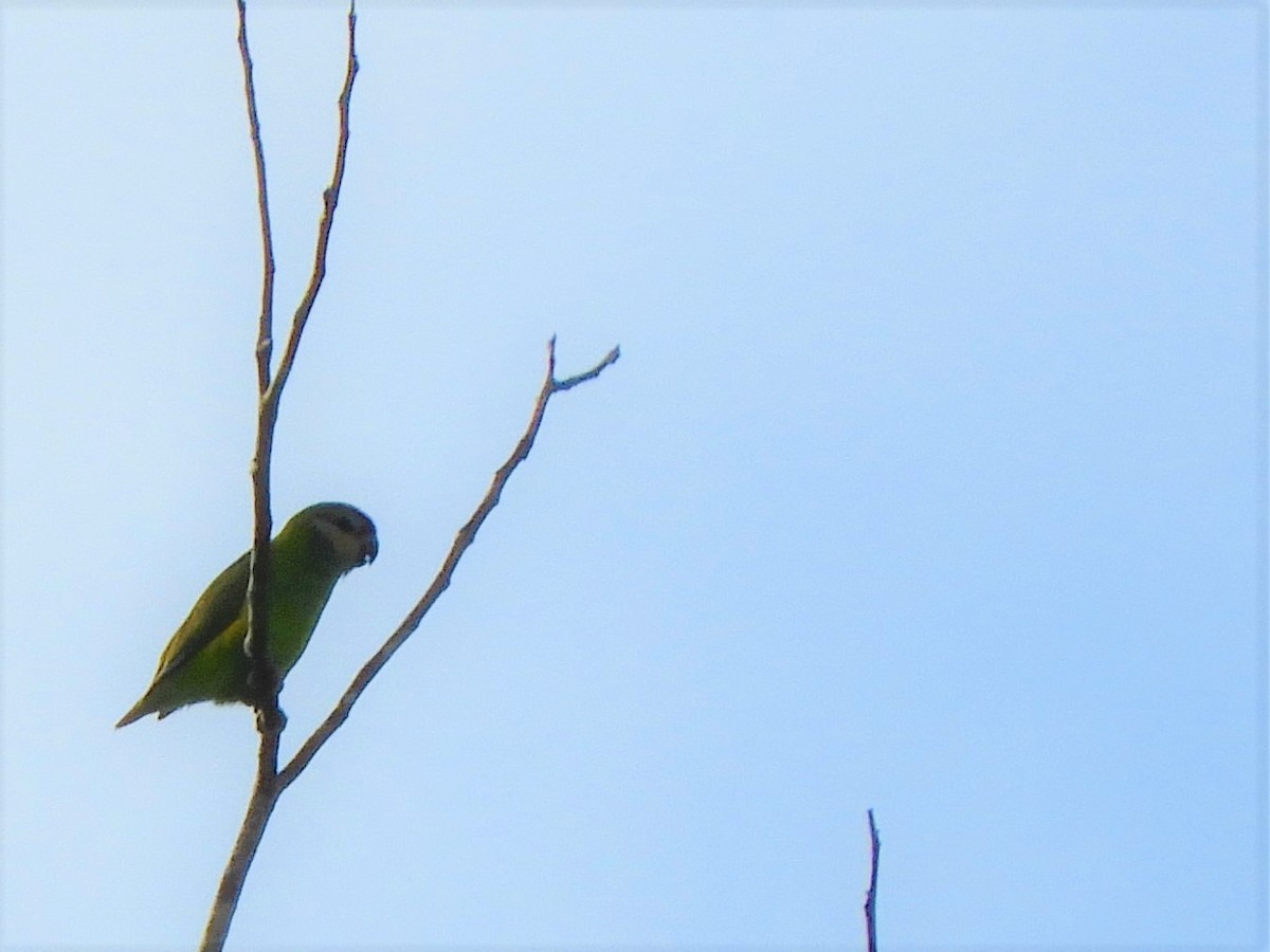 Double-eyed Fig-Parrot - ML589618571