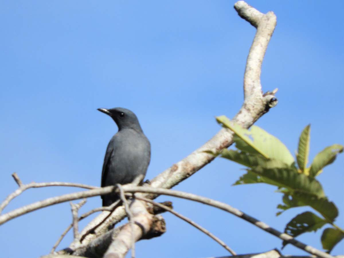 Gray-headed Cicadabird - ML589618741