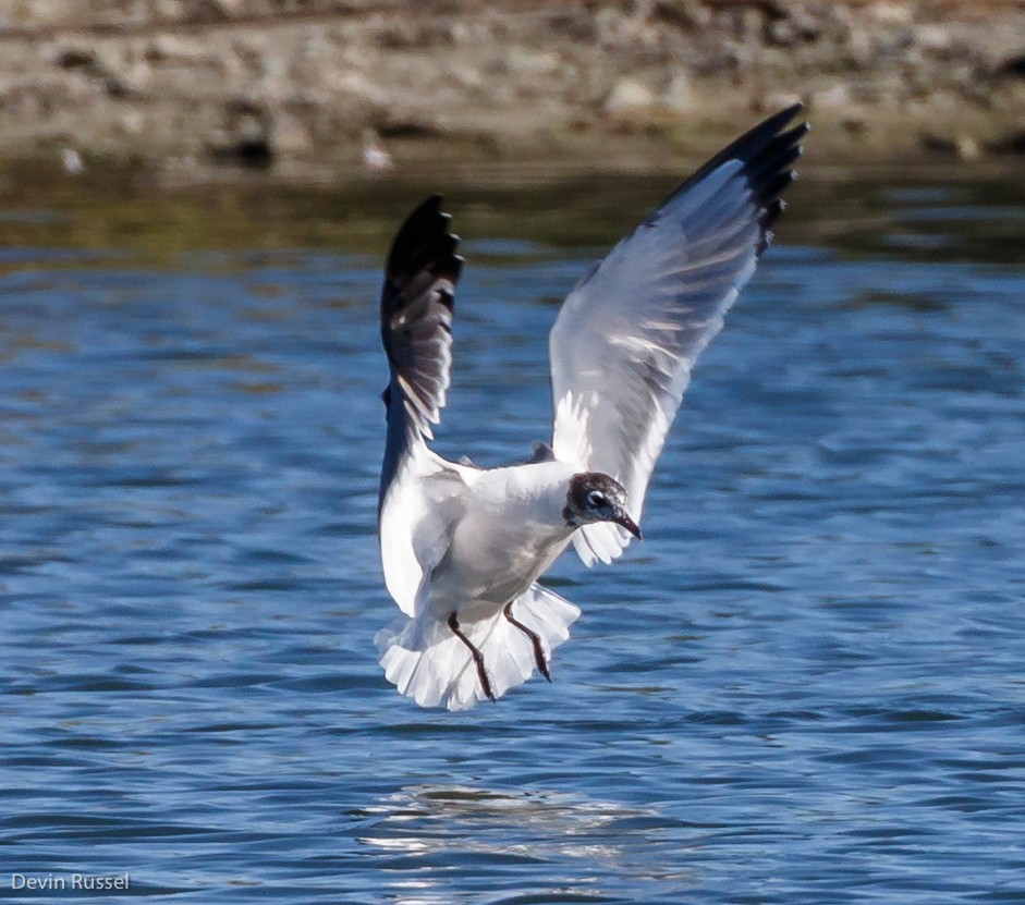 Franklin's Gull - ML58961881