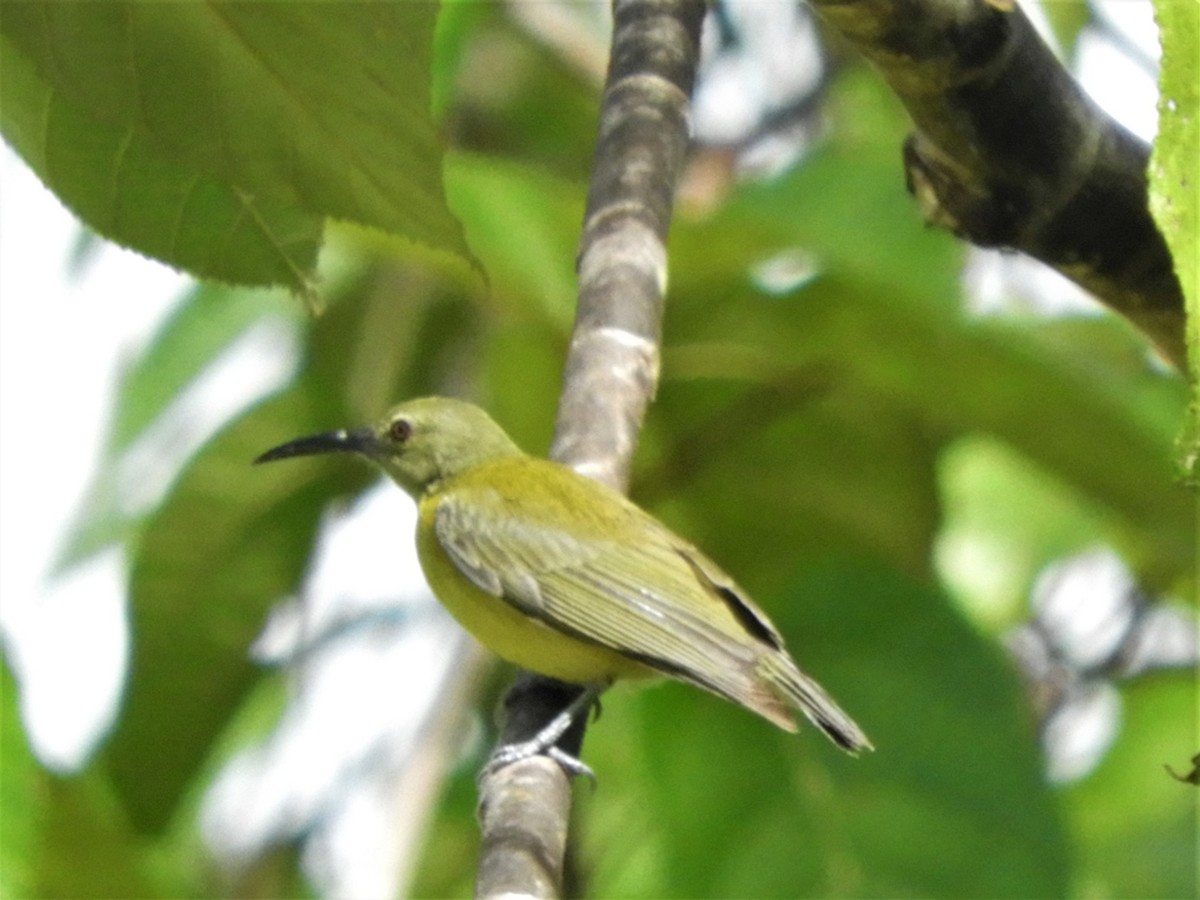 Yellow-bellied Longbill - ML589618831