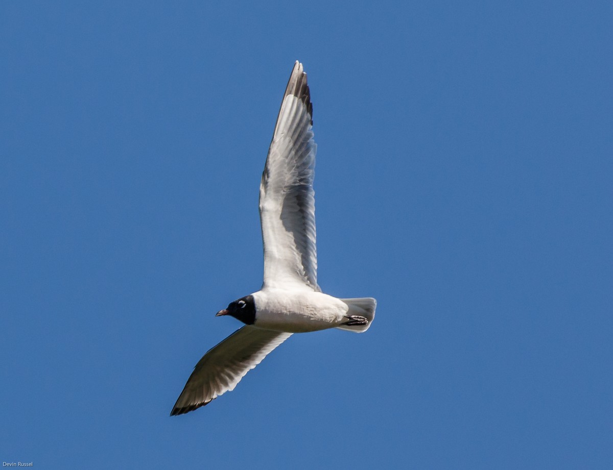 Franklin's Gull - ML58961921