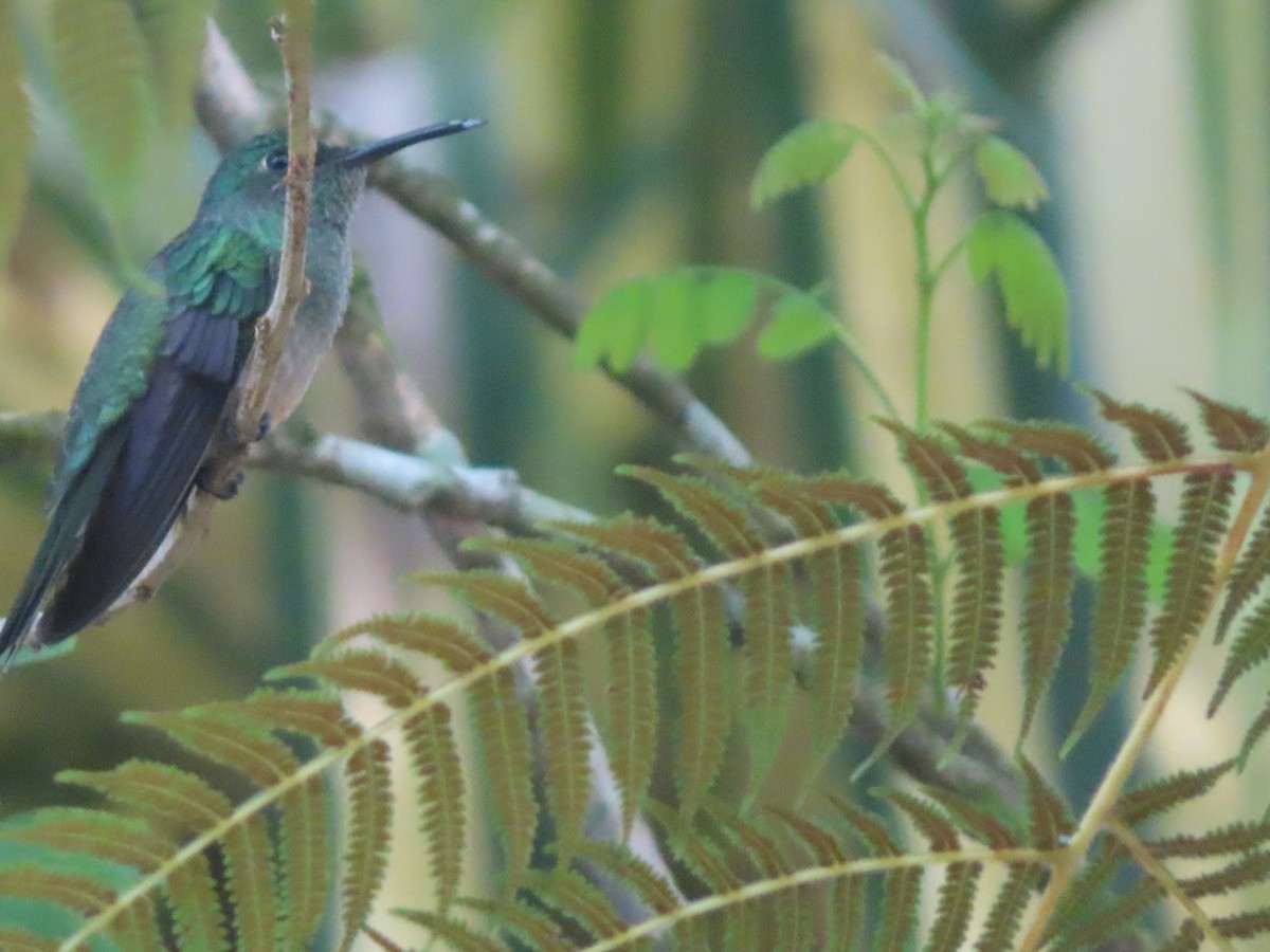 kolibřík skvrnitoprsý - ML589619301