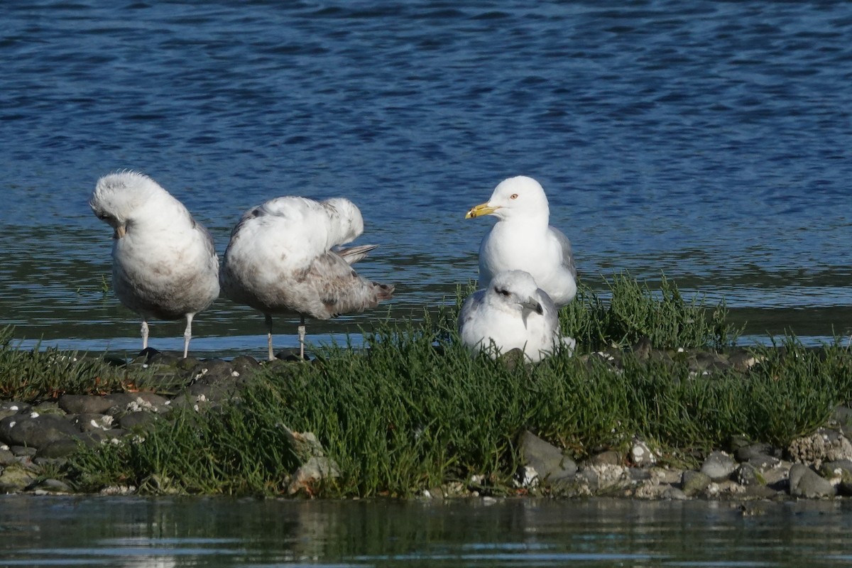 Ring-billed Gull - ML589620021