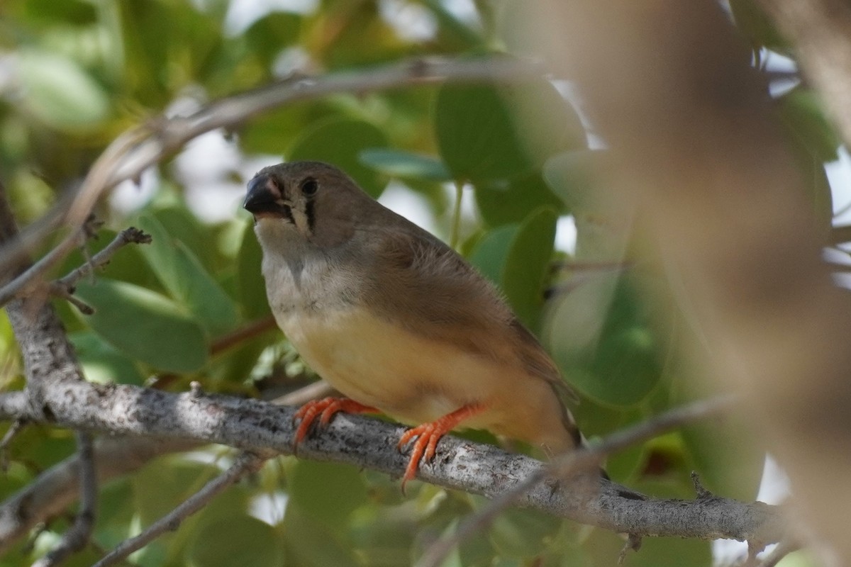 Zebra Finch - ML589620141