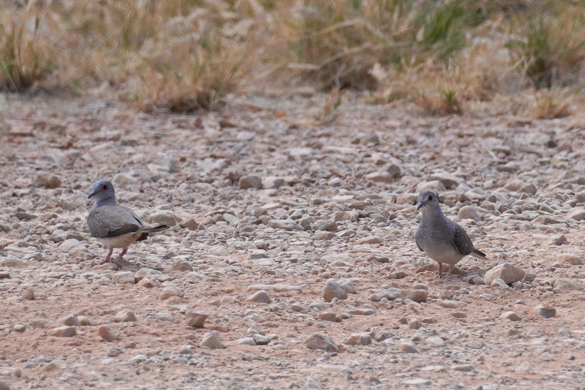 Diamanttäubchen - ML589620161