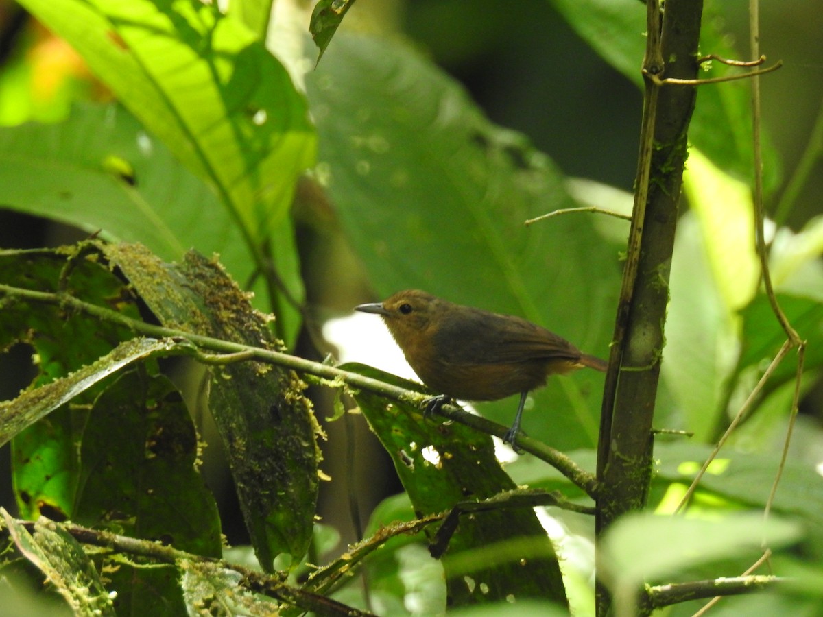 Slaty Antwren - ML589620561