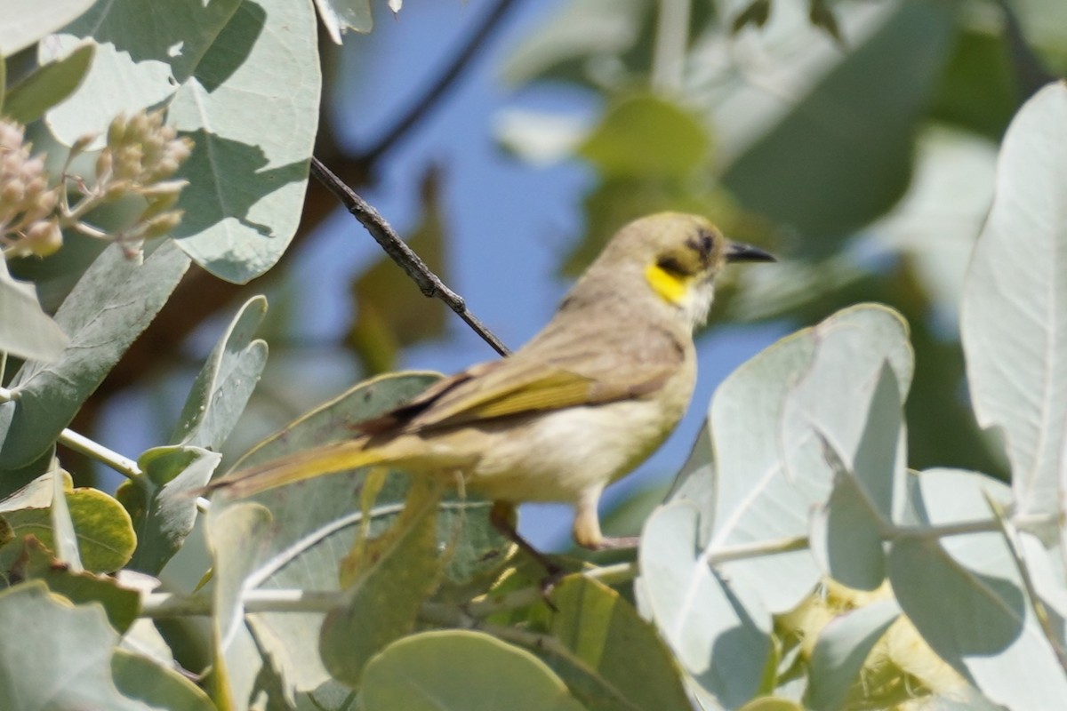 Gray-fronted Honeyeater - Ellany Whelan