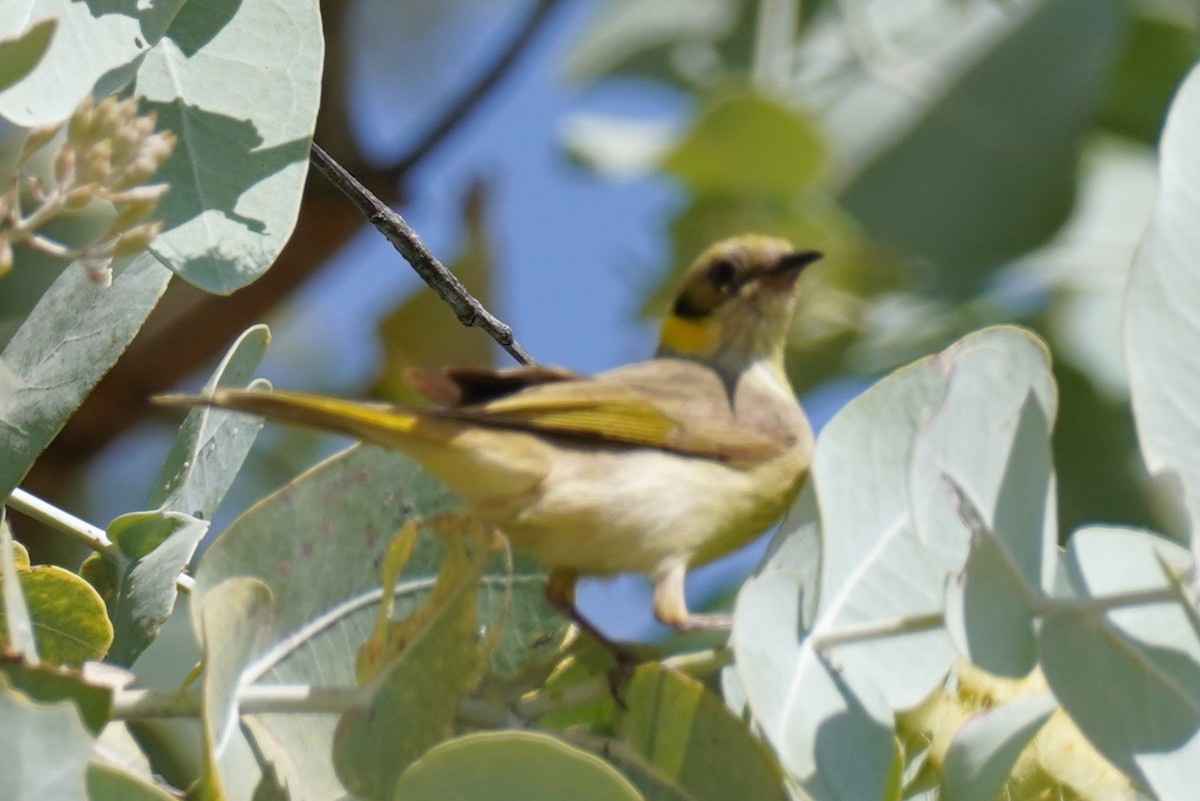 Gray-fronted Honeyeater - ML589620731