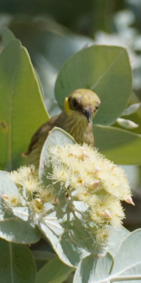 Gray-fronted Honeyeater - ML589620741