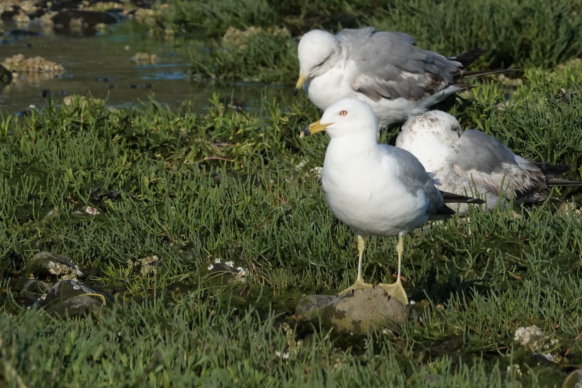 Ring-billed Gull - ML589620921