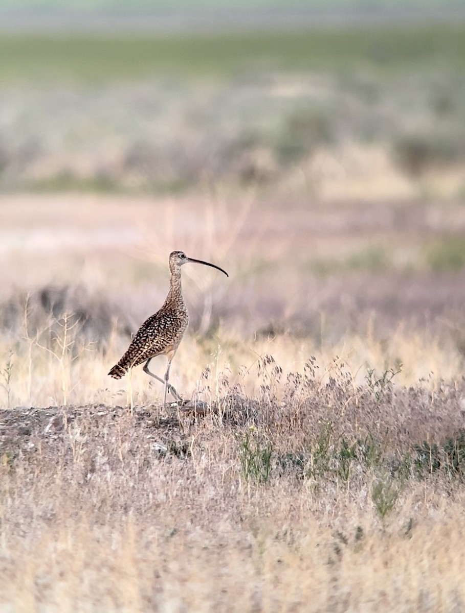 Long-billed Curlew - Logan Knaphus