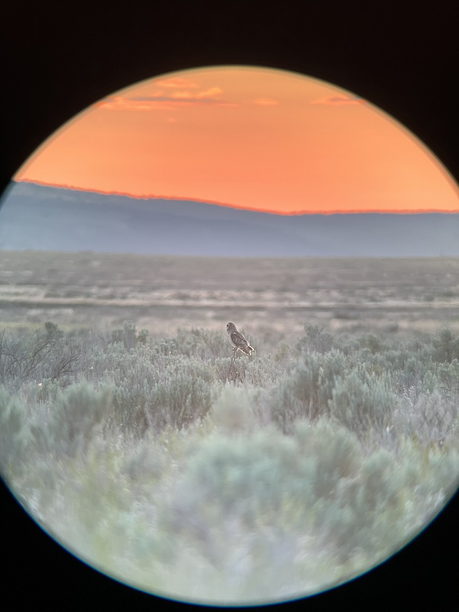 Short-eared Owl - ML589621161