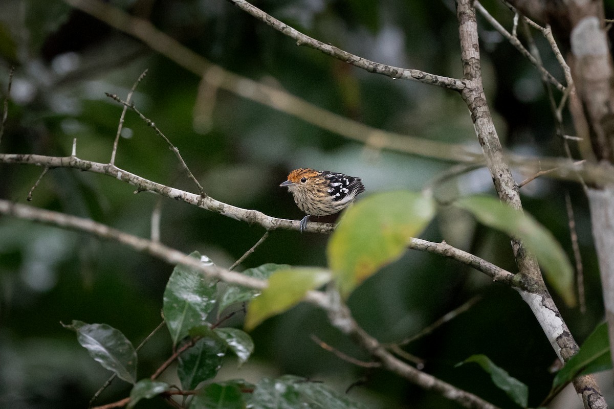 Amazonian Streaked-Antwren - Jérémy Calvo