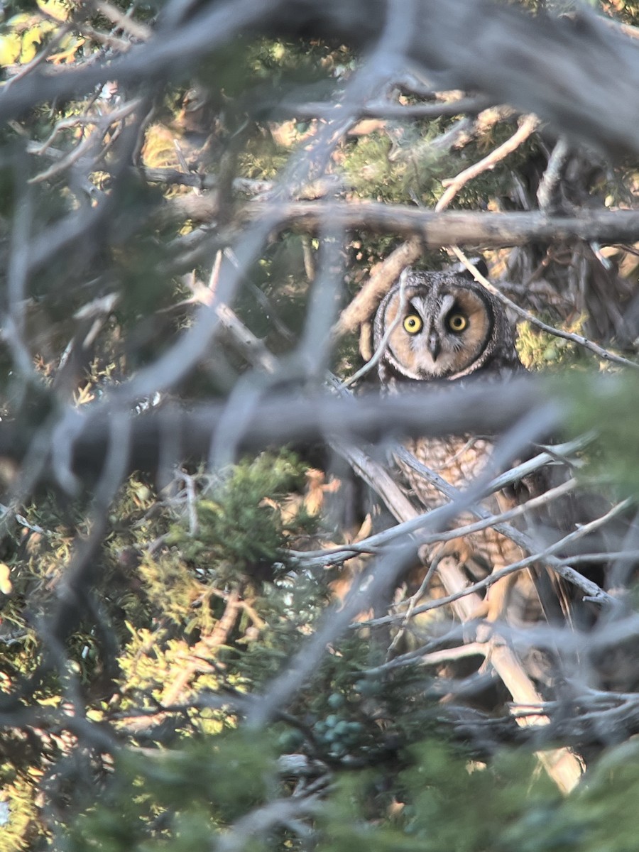 Long-eared Owl - Logan Knaphus
