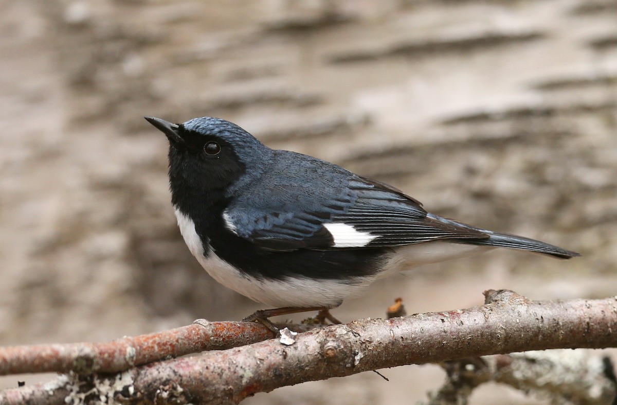 Black-throated Blue Warbler - Raymond Ladurantaye