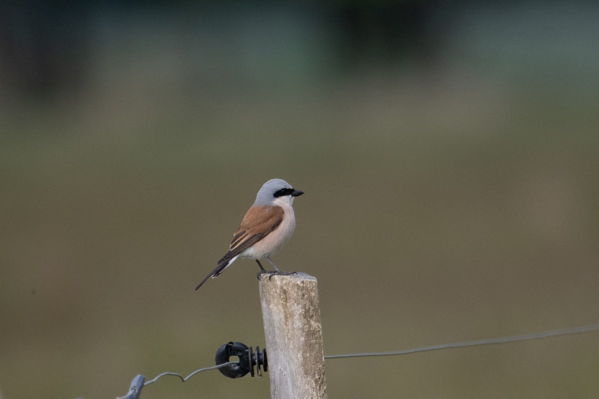 Red-backed Shrike - ML589623311