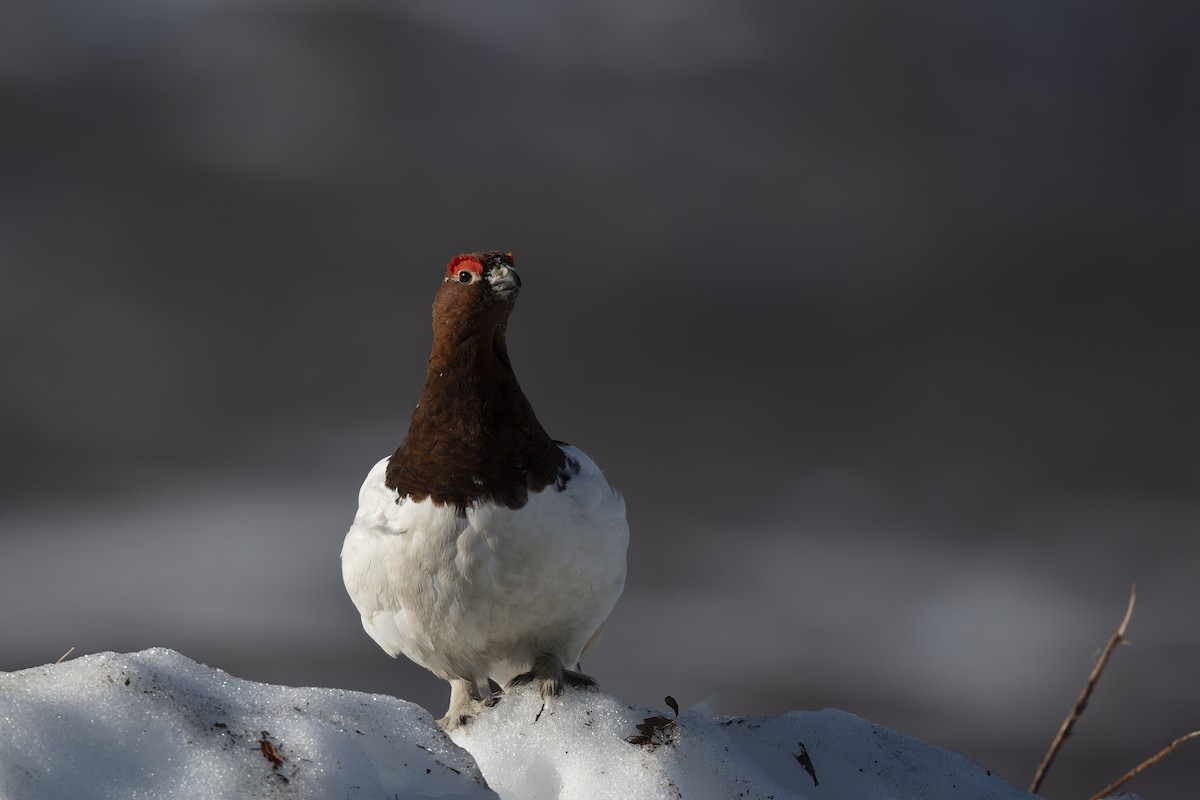 Willow Ptarmigan - Steve Heinl