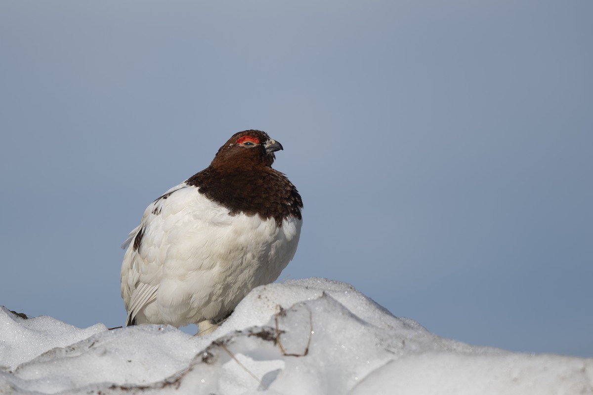 Willow Ptarmigan - Steve Heinl