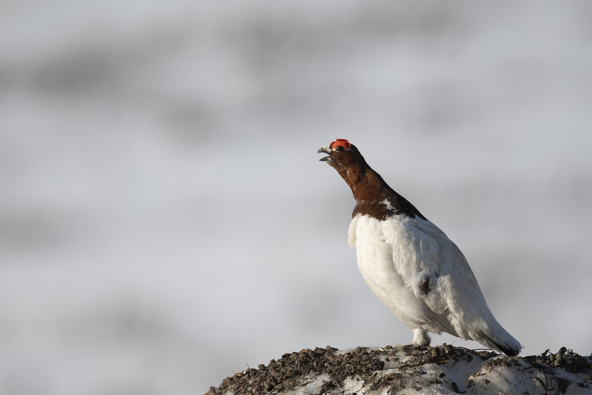 Willow Ptarmigan - Steve Heinl