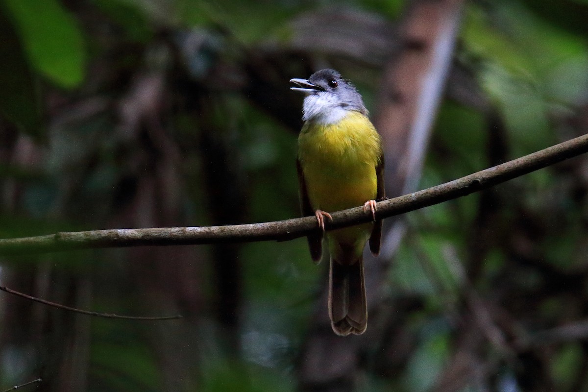 Yellow-bellied Bulbul - Yung-Kuan Lee