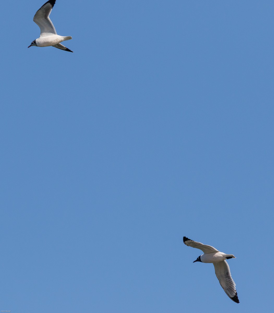 Franklin's Gull - ML58962461