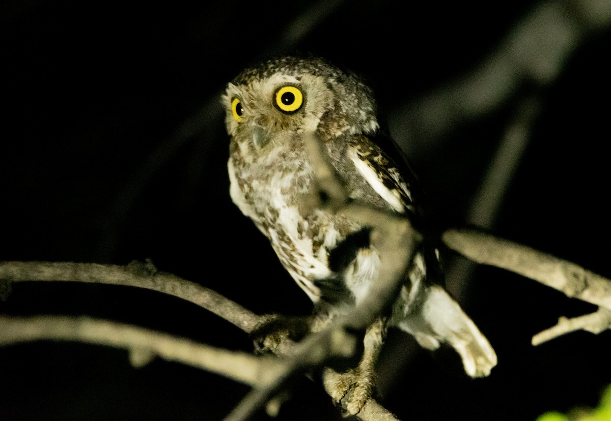 Elf Owl - ML589626151