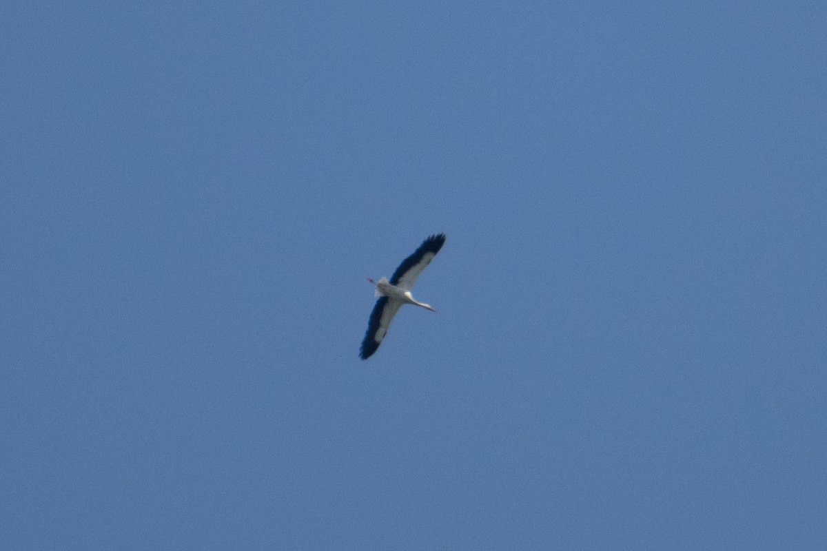 White Stork - ML589626691