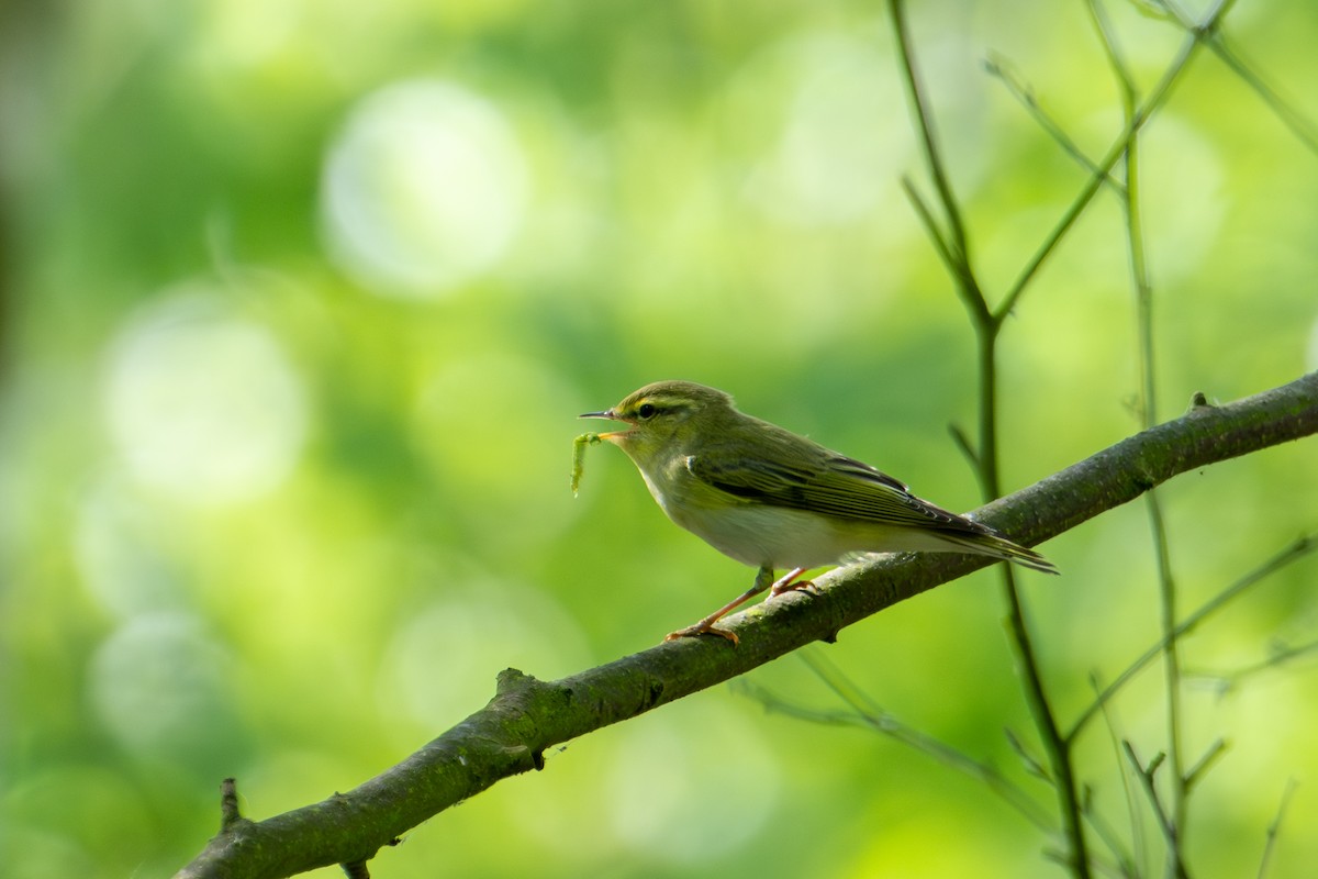 Waldlaubsänger - ML589626781