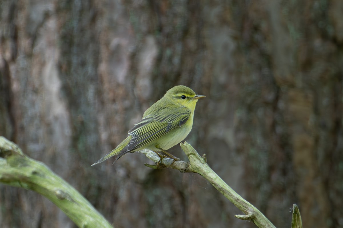 Waldlaubsänger - ML589626791