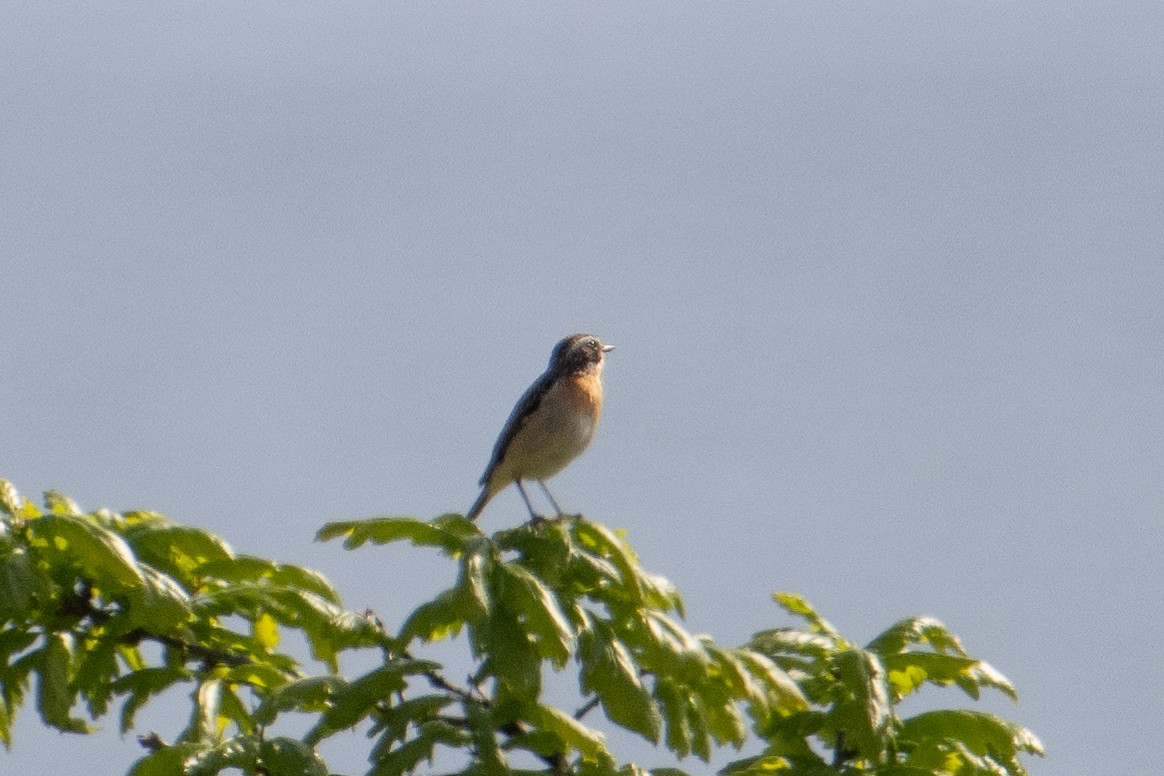 Braunkehlchen - ML589626831