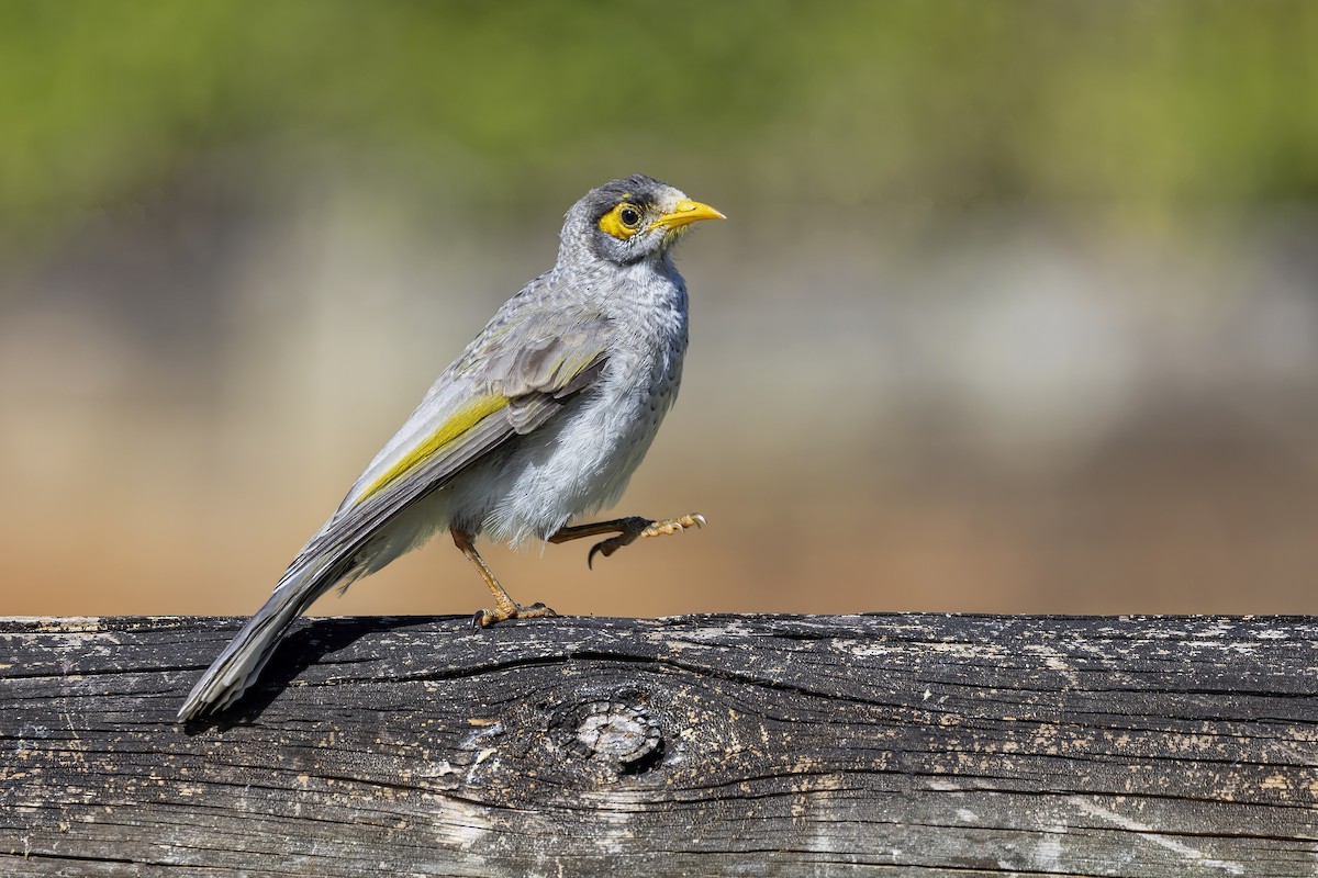 Noisy Miner - ML589626941