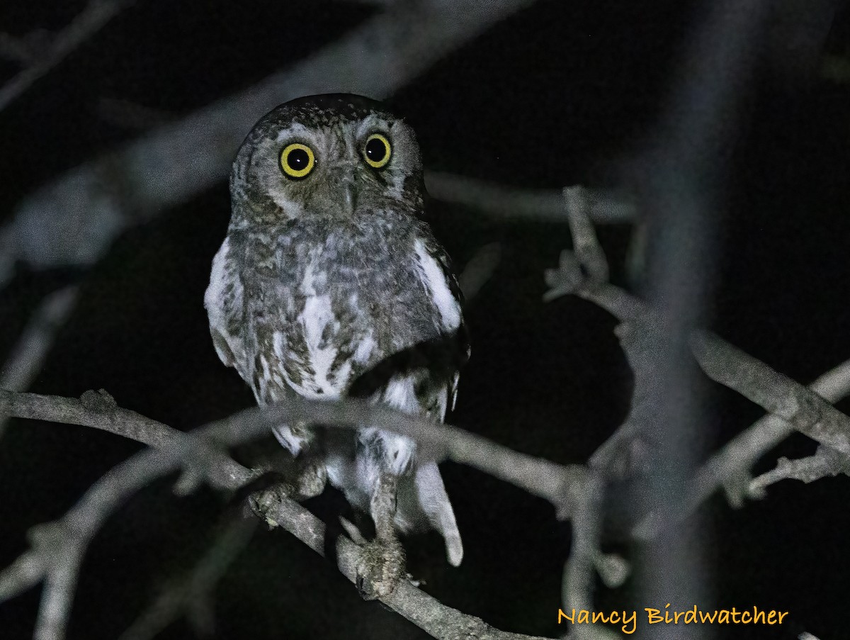 Elf Owl - ML589627071