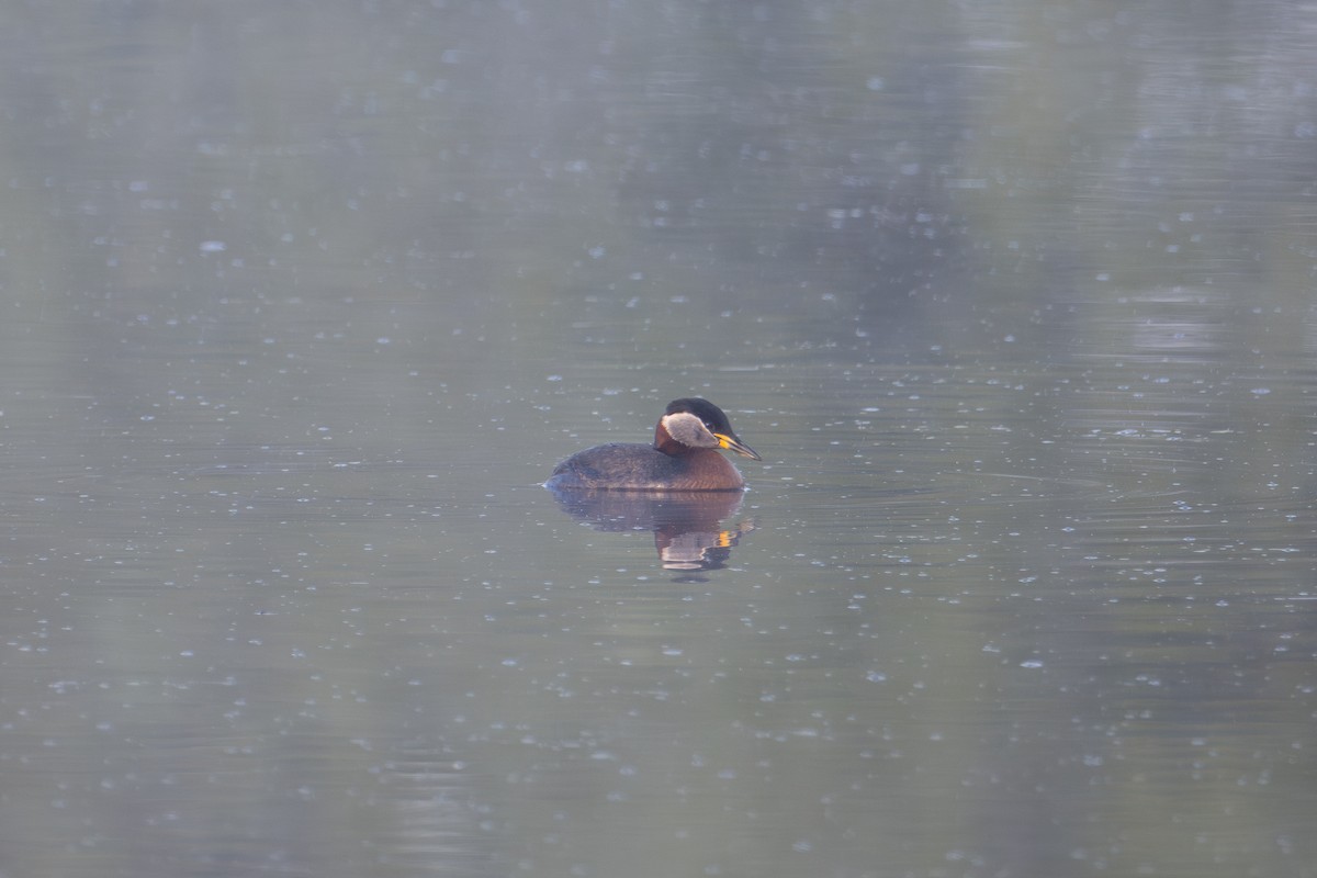 Red-necked Grebe - ML589627101
