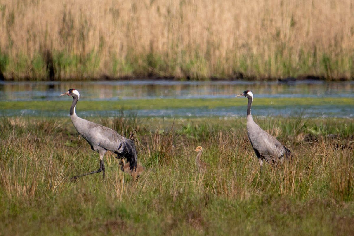 Common Crane - ML589627111