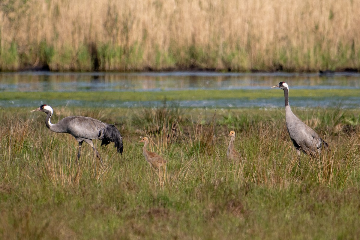 Common Crane - ML589627151