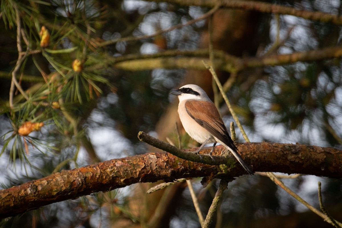 Red-backed Shrike - ML589627181