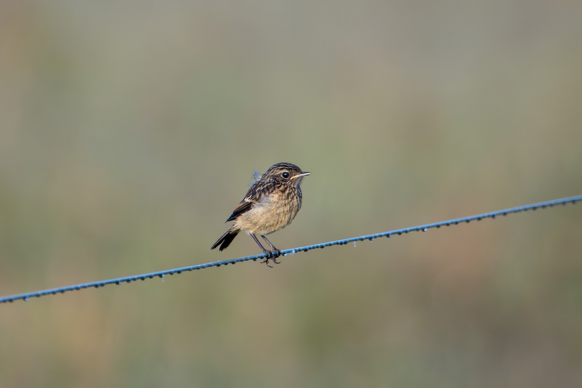 European Stonechat - Morten Lisse