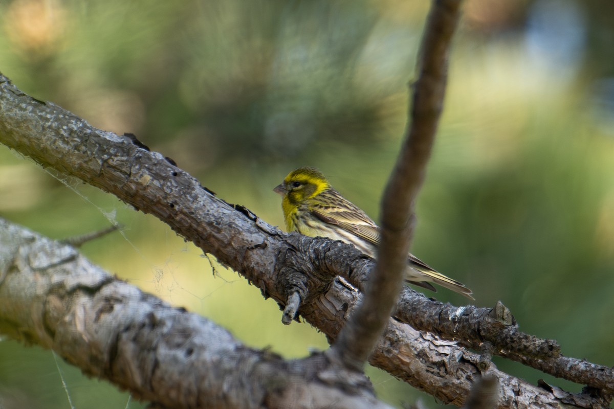 European Serin - ML589627561