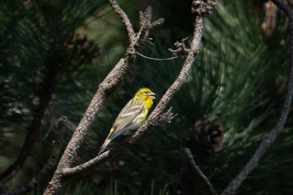 European Serin - ML589627571