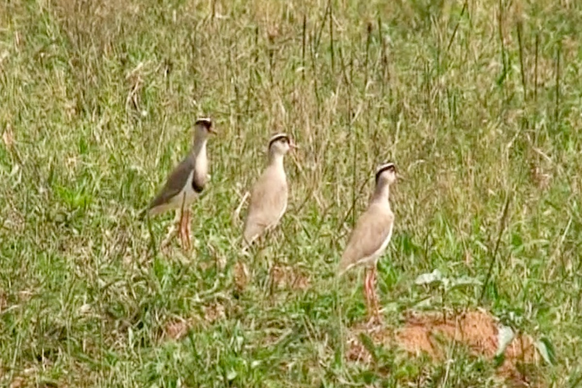Crowned Lapwing - ML589627641