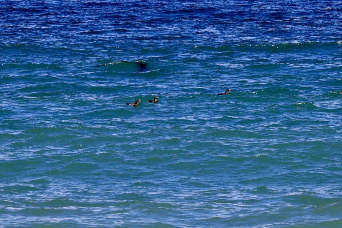 Rhinoceros Auklet - ML589627721