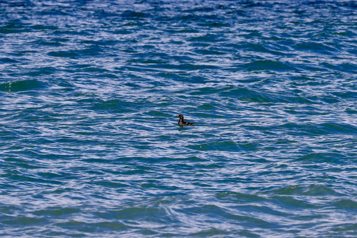 Rhinoceros Auklet - ML589627731