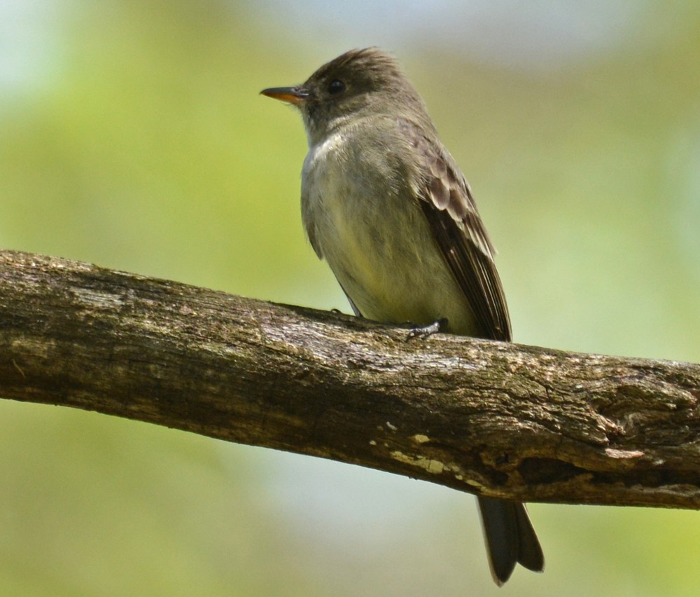 Eastern Wood-Pewee - ML58962781