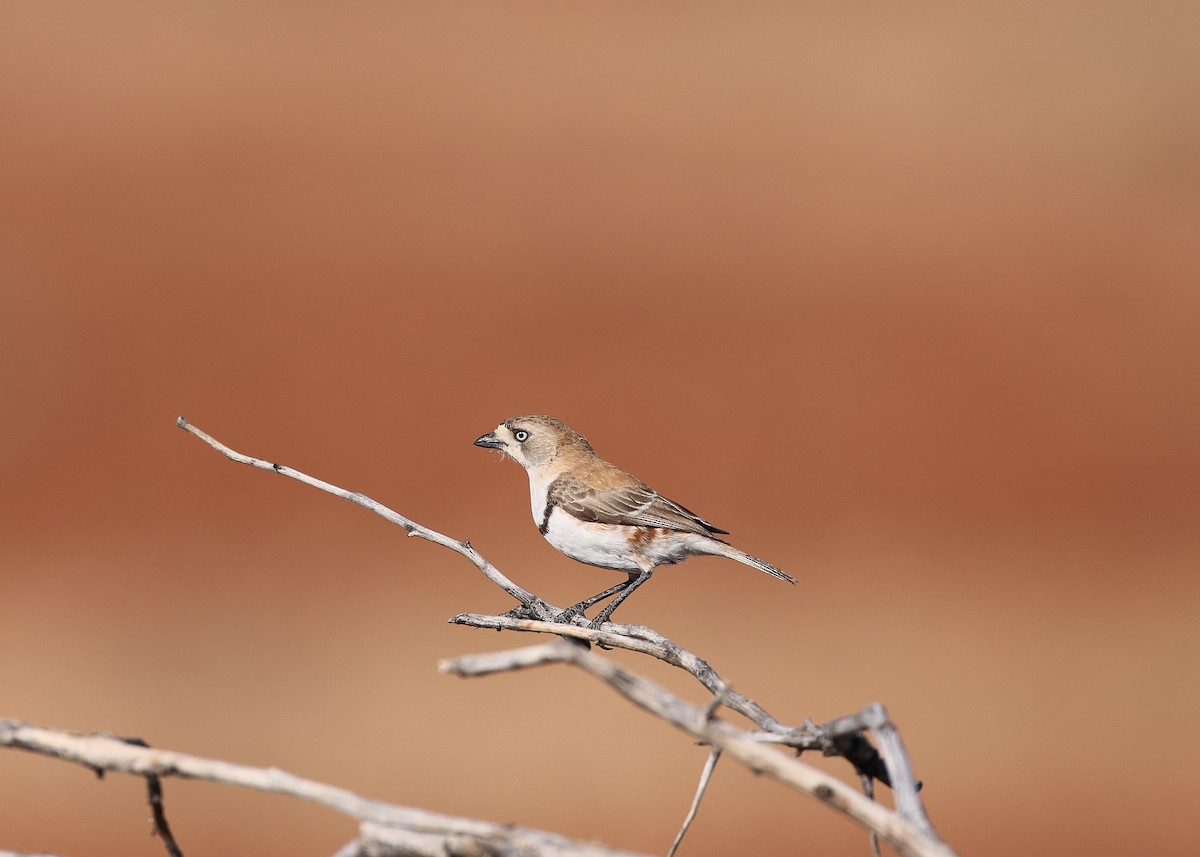 Banded Whiteface - ML589629071