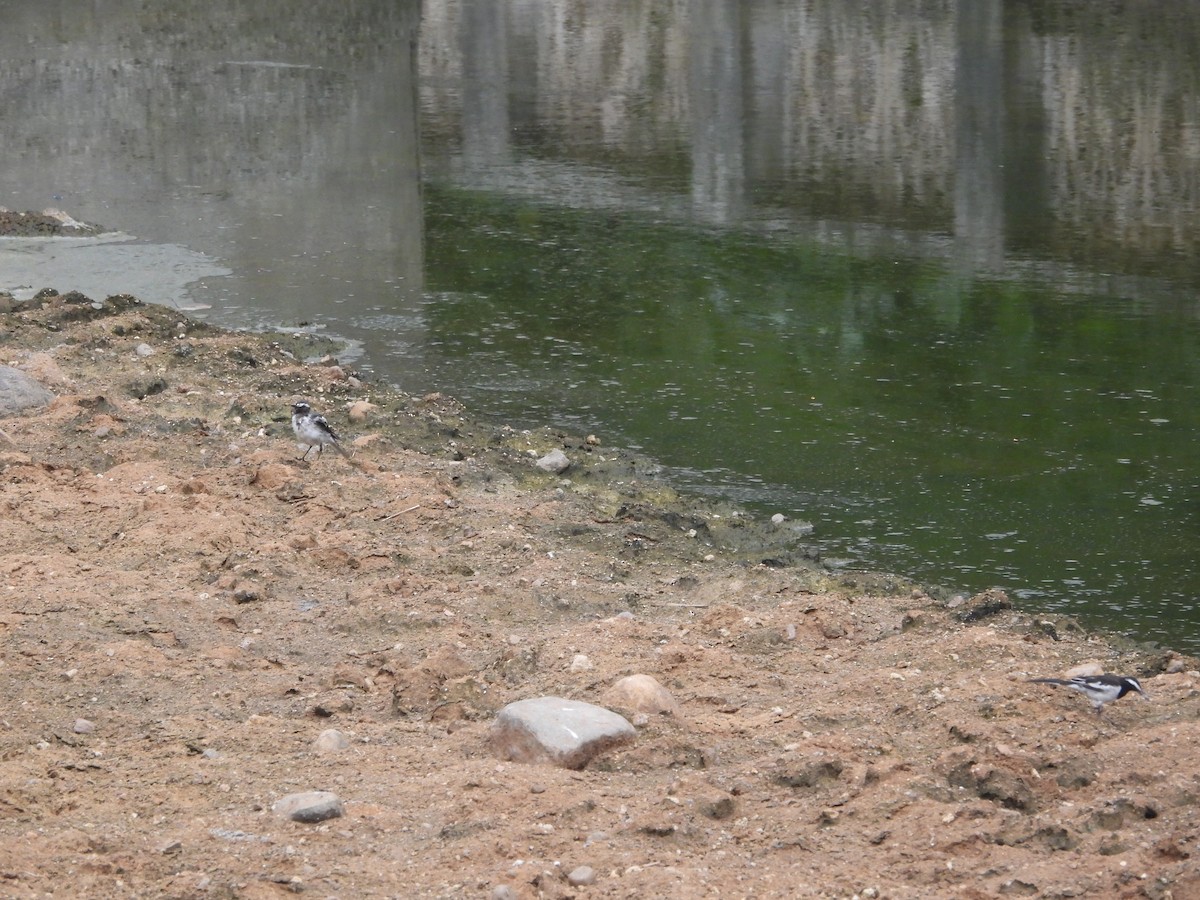 White-browed Wagtail - ML589629701