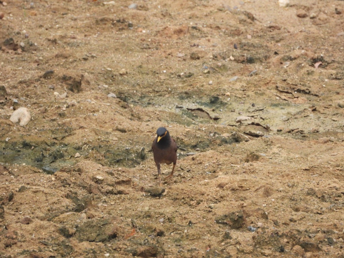 Common Myna - ML589629751