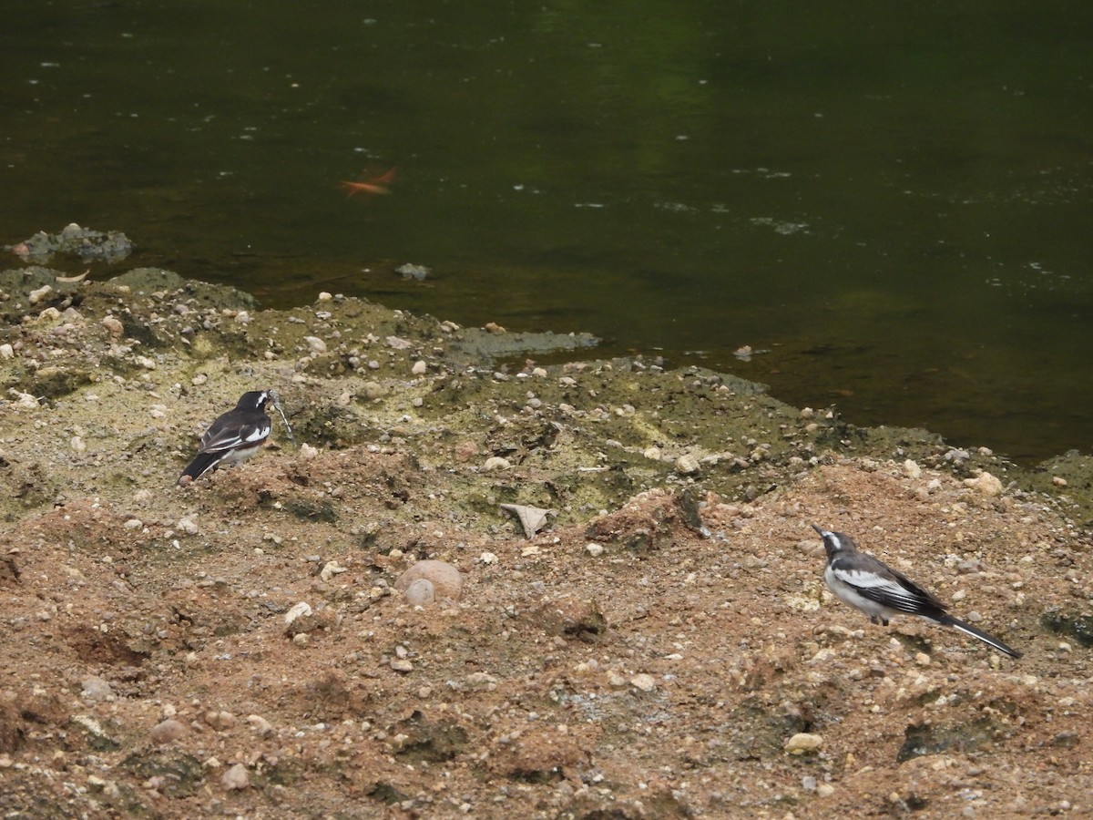 White-browed Wagtail - Vivek Rathod