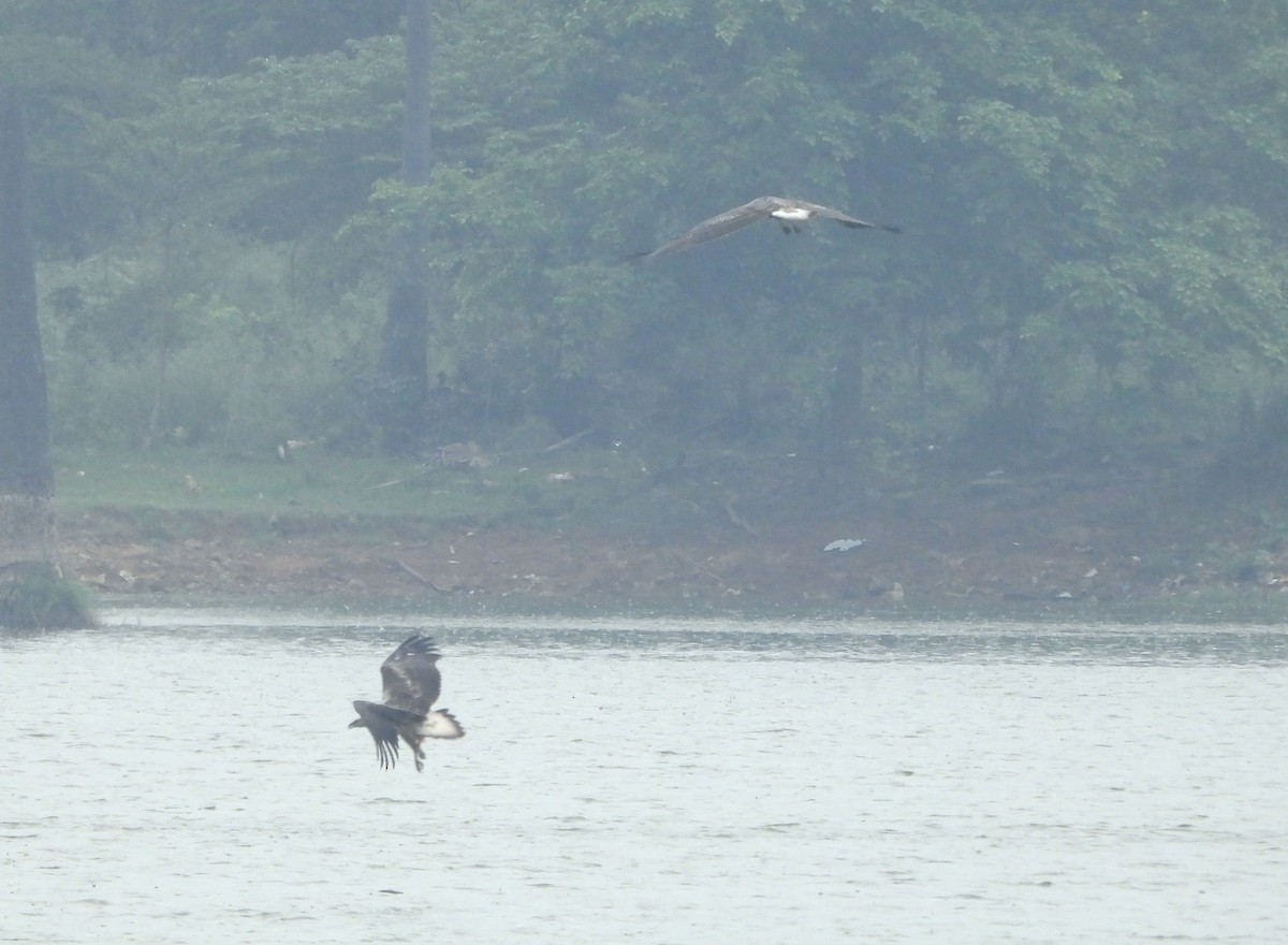 White-bellied Sea-Eagle - ML589630231