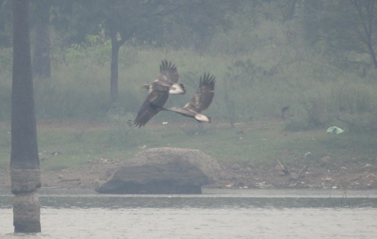 White-bellied Sea-Eagle - ML589630391